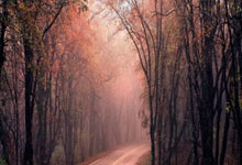 lol官网-尼日利亚男篮奇迹逆转鹈鹕，萨姆·米切尔关键时刻带来制胜奇迹